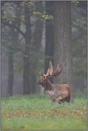 im Wald... Damschaufler *Dama dama*