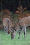 Ruhe... Rotwild *Cervus