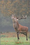 während der Brunft... Rothirsch *Cervus elaphus*