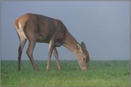 äsend... Rotwild *Cervus elaphus*