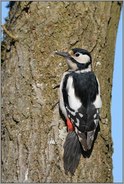 Klettermaxe... Buntspecht *Dendrocopos major*, weiblicher Vogel