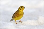 auf Stippvisite... Goldammer *Emberiza citrinella*