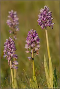 in der Orchideenwiese... Helm-Knabenkraut *Orchis militaris*