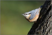 im Streiflicht "Vogel des Jahres 2006"... Kleiber *Sitta europaea*