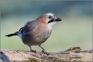 auf der Suche... Eichelhäher *Garrulus glandarius*