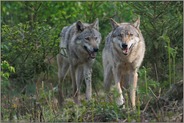 im Unterholz... Grauer Wolf *Canis lupus*