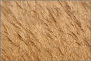 Lebensraum... Schilfröhricht *Phragmites australis*