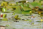 eifrig unterwegs... Blaukehlchen *Luscinia svecica*