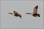 nicht zu überhören... Kanadagänse *Branta canadensis*