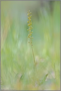 unauffällig... Großes Zweiblatt *Listera ovata*