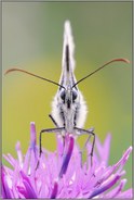 frontal... Schachbrettfalter *Melanargia galathea*