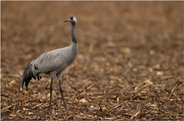 auf dem Winterzug... Kranich *Grus grus*
