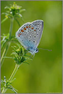 die erste Generation... Hauhechel-Bläuling *Polyommatus icarus*