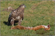 am Fuchs... Seeadler, juv. *Haliaeetus albicilla* (5/11)