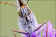 Leckerschlecker... Großer Perlmutterfalter *Argynnis aglaja*