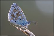 auf lichter Fläche... Silbergrüner Bläuling *Polyommatus coridon*