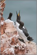 pinguingleich... Trottellumme *Uria aalge*