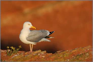 am Lummenfelsen... Silbermöwe *Larus argentatus*