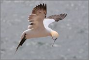 auf Sichtflug... Basstölpel *Morus bassanus*