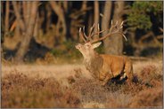 drohend... Rothirsch *Cervus elaphus*