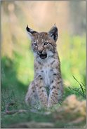 herzig... Eurasischer Luchs *Lynx lynx*