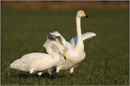 ein Paar... Singschwäne *Cygnus cygnus*