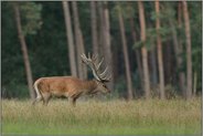im Bast... Rothirsch *Cervus elaphus*