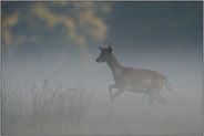 junger Damspießer... Damhirsch *Dama dama*