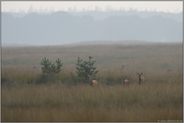 fünf Stücke Rotwild... Rotwild *Cervus elaphus*