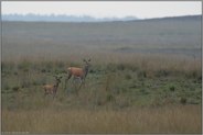 die Kuh und das Kalb... Rotwild *Cervus elaphus*