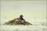 ziemlich spät im Jahr... Zwergtaucher *Tachybaptus ruficollis*