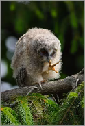 wow, was für Füße... Waldohreulenästling *Asio otus*