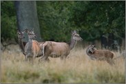 das Kahlwild... Rotwild *Cervus elaphus*