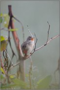 fleißiger Sänger... Sumpfrohrsänger *Acrocephalus palustris*