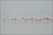 der Abflug... Flamingos *Phoenicopterus spec.*