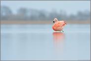 Prachtgefieder... Chileflamingo *Phoenicopterus chilensis*