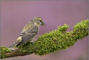 Jungvogel... Fichtenkreuzschnabel *Loxia curvirostra*