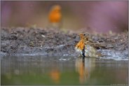 unter Aufsicht... Rotkehlchen *Erithacus rubecula*