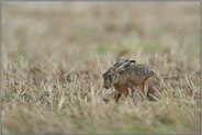 Duckmäuser... Feldhase *Lepus europaeus*