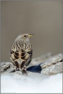 gut getarnt... Alpenbraunelle *Prunella collaris*