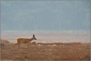 auf der Hochfläche... Rehbock *Capreolus capreolus*