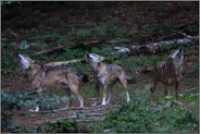 Wolfsgeheul... Graue Wölfe *Canis lupus*