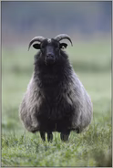 alte Nutztierrasse... Graue Gehörnte Heidschnucke *Ovis ammon f. aries*