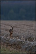 ganz früh... Reh *Capreolus capreolus*