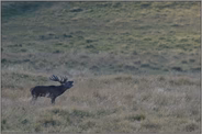in der Ferne... Rothirsch *Cervus elaphus*