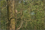 Jetzt wird's spannend... Waldkauzästling *Strix aluco*
