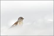 Überlebenskünstler... Schneesperling *Montifringilla nivalis*