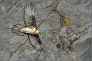 spezialisiert... Bartgeier *Gypaetus barbatus*