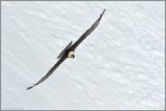 Anflug... Bartgeier *Gypaetus barbatus*