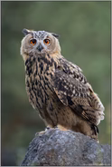 angespannt... Europäischer Uhu *Bubo bubo*